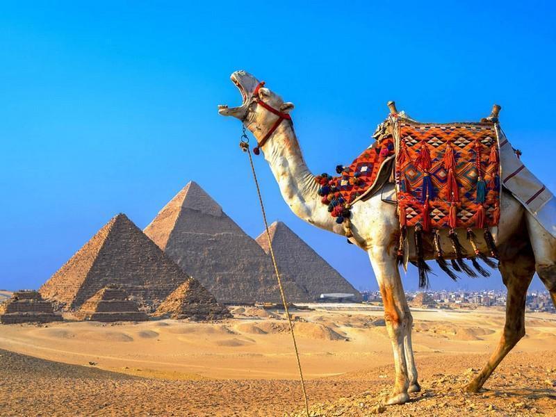 Билеты из..., Санкт-Петербурга -20% на тур в Египет из СПб , 10 ночей за 24950 руб. с человека — New Badawia Resort!