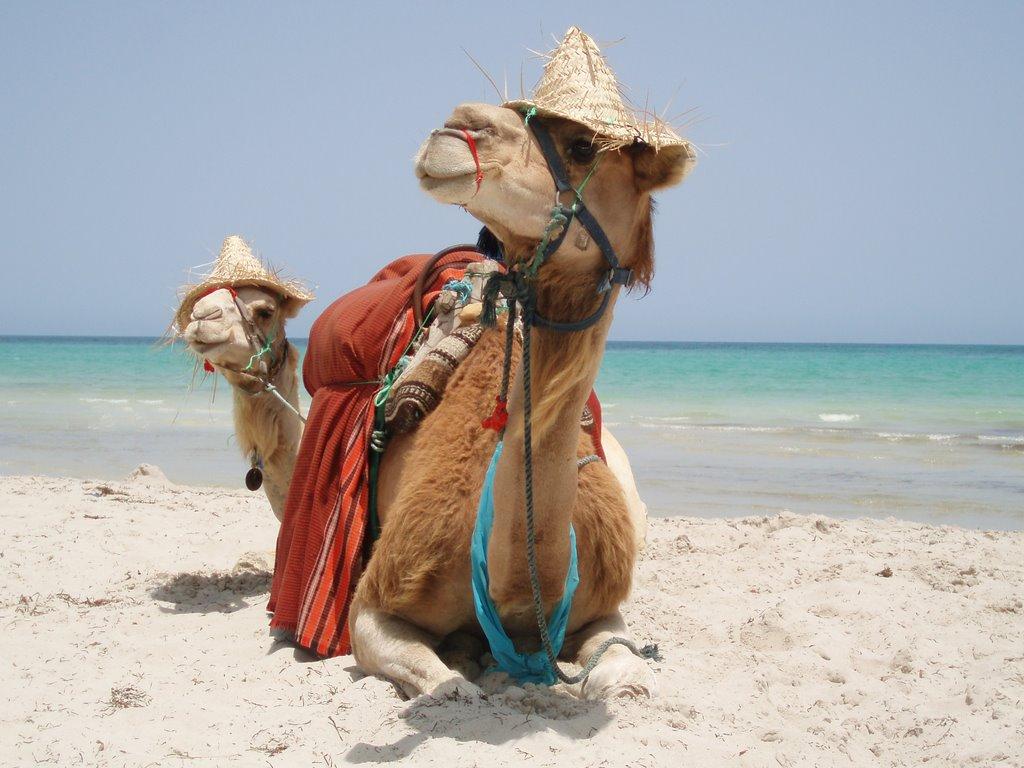 Новости -25% на тур в Тунис из Москвы , 14 ночей за 27200 руб. с человека — Palmyra Golden Beach!
