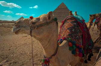 Билеты из..., Санкт-Петербурга -36% на тур в Египет из СПб, 7 ночей за 64 442 руб. с человека — На Новый Год