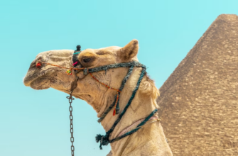 Новости -32% на тур в Египет из СПб, 7 ночей за 37 807 руб. с человека — Sharm Holiday Resort