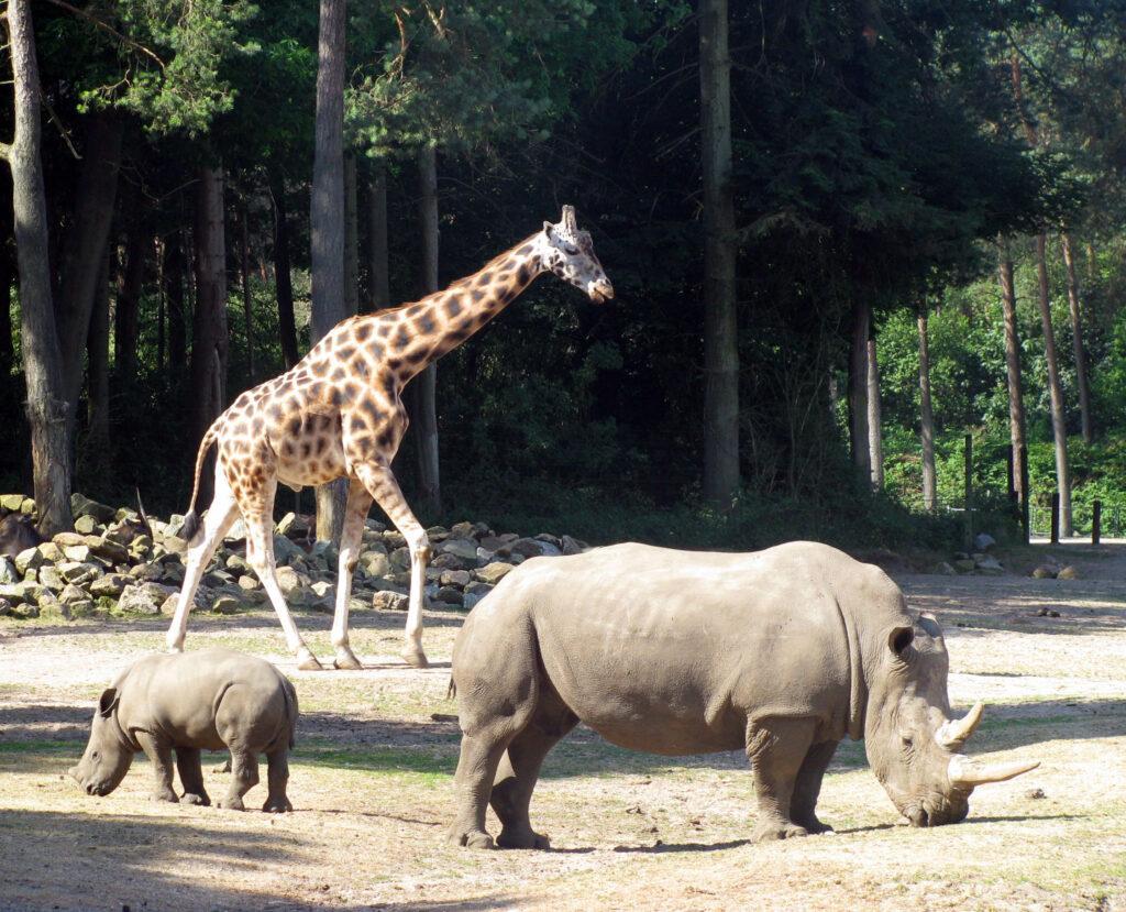 «Burgers' Zoo» - африканское сафари в Северной Европе.