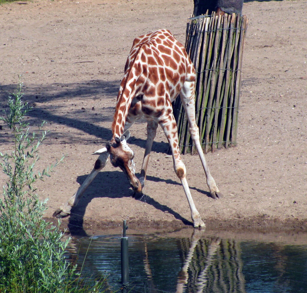 «Burgers' Zoo» - африканское сафари в Северной Европе.