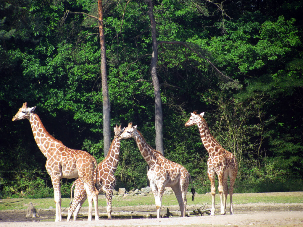 «Burgers' Zoo» - африканское сафари в Северной Европе.