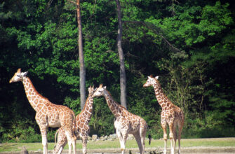 Личный опыт - «Burgers' Zoo» - африканское сафари в Северной Европе.