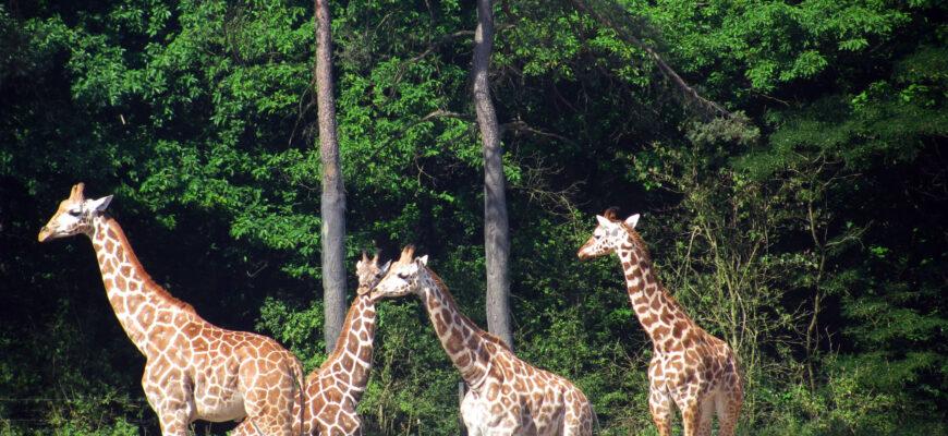 Личный опыт - «Burgers' Zoo» - африканское сафари в Северной Европе.