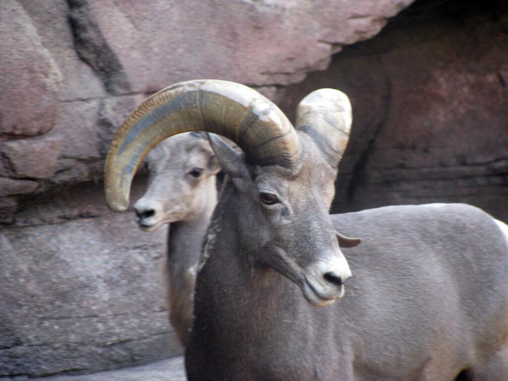 «Burgers' Zoo» - африканское сафари в Северной Европе.