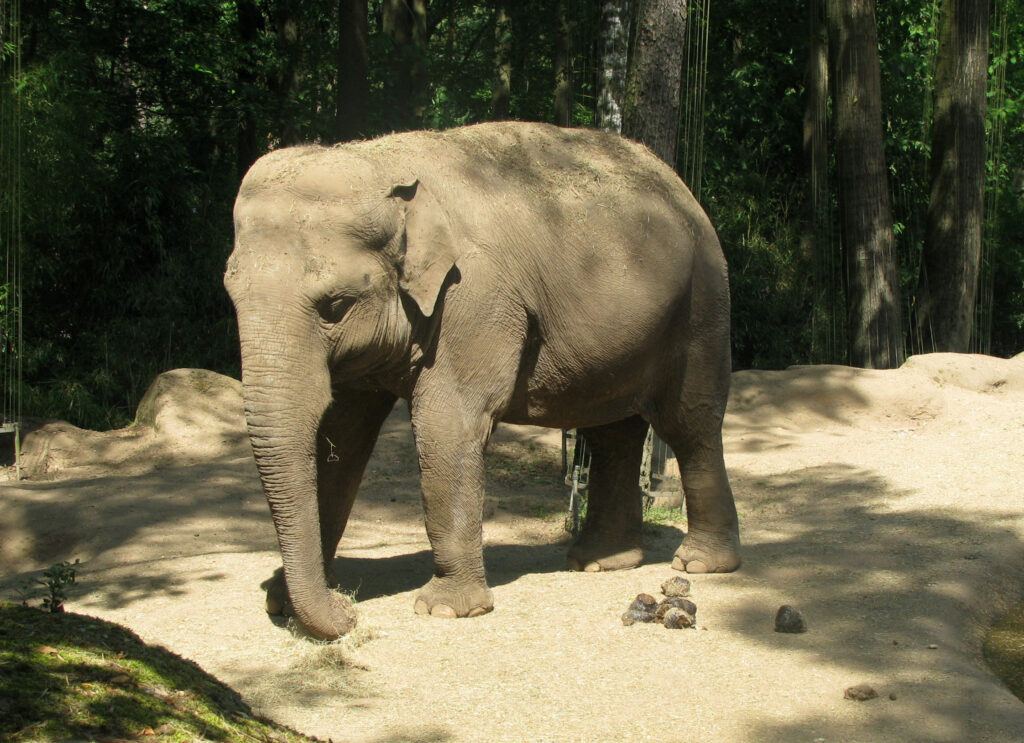 «Burgers' Zoo» - африканское сафари в Северной Европе.