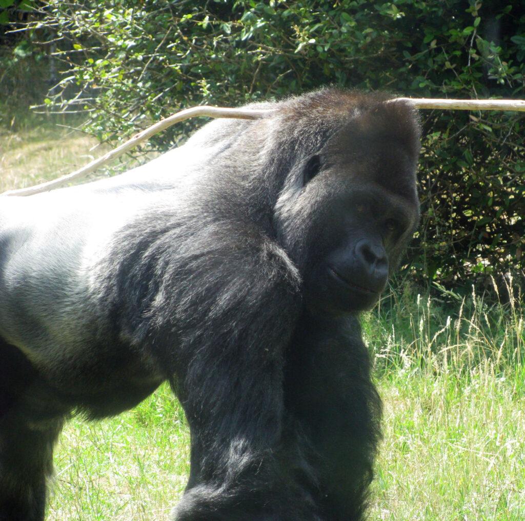 «Burgers' Zoo» - африканское сафари в Северной Европе.