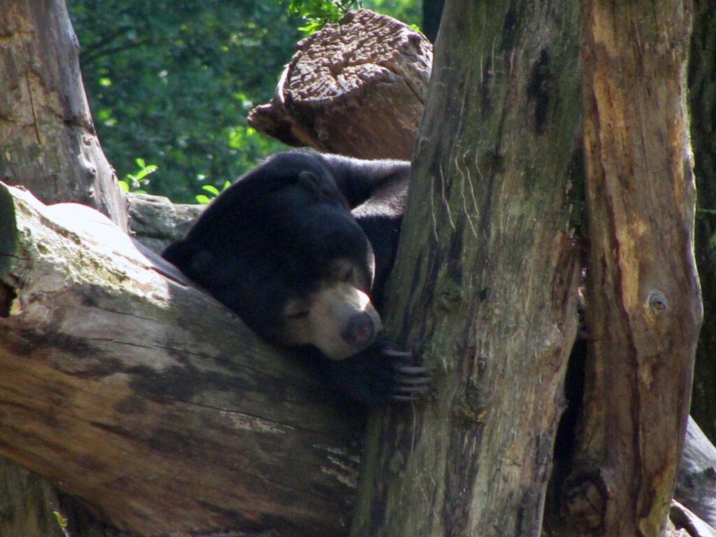 «Burgers' Zoo» - африканское сафари в Северной Европе.