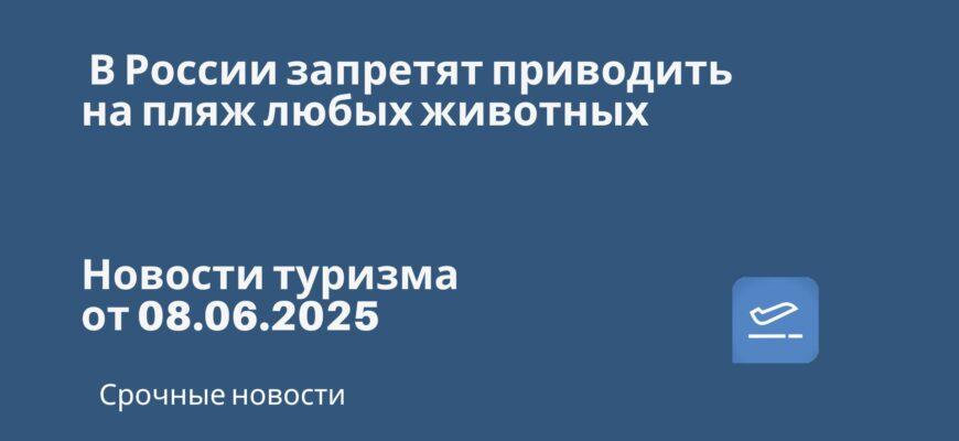 Новости - В России запретят приводить на пляж любых животных. Новости туризма от 08.06.2025