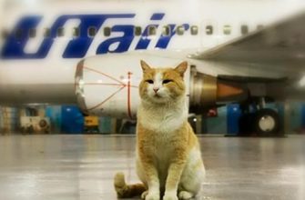 Билеты из... - Распродажа ЮТэйр cо скидкой 20%